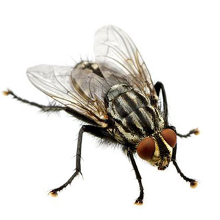 Hi Pest Solution Services