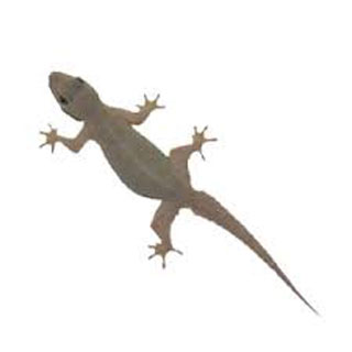 Hi Pest Solution Services